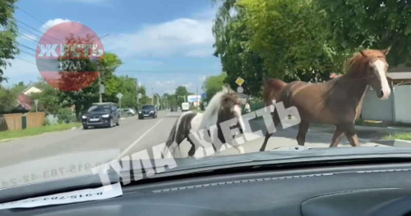На Одоевском шоссе в Туле лошади выбежали на проезжую часть