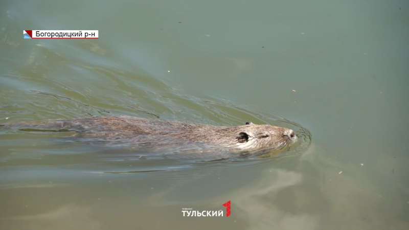 Нутриевая ферма в богородицком районе тульской