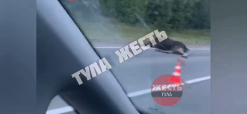 В Туле на Калужском шоссе сбили лося