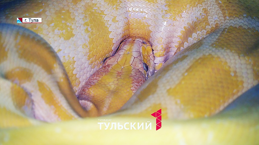 В Туле гондурасская молочная змея с собратьями готовятся к зимней спячке