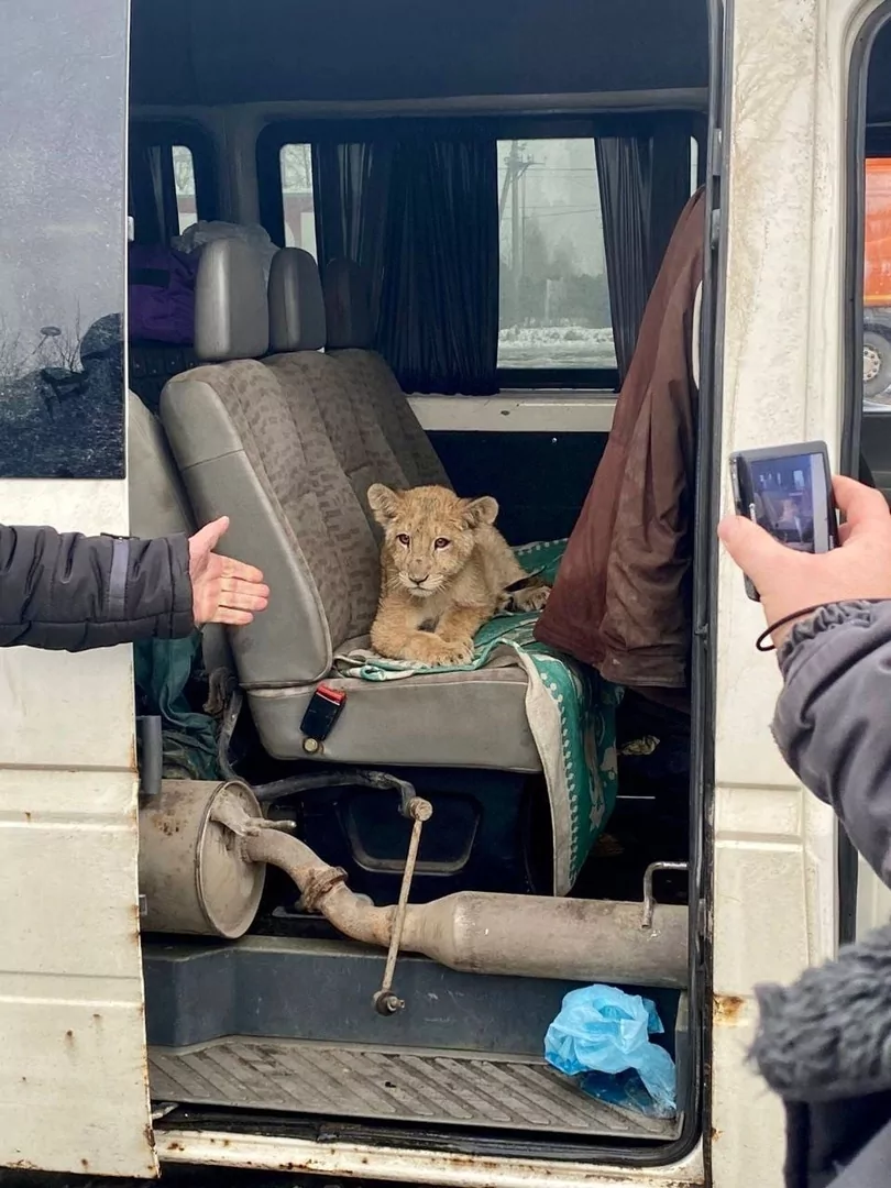 В Тулу привезли трехмесячного львенка, которого пытались незаконно увезти из России