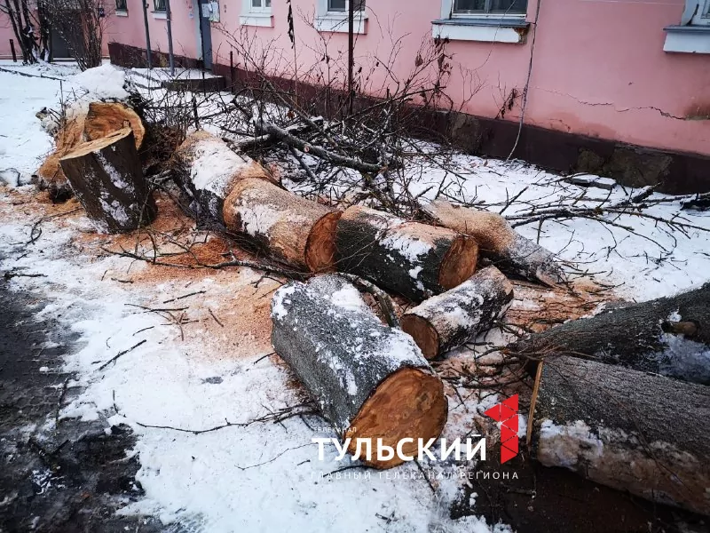 В Туле на крышу двухэтажного дома от сильных порывов ветра упало дерево