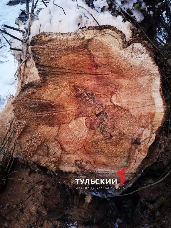 В Туле на крышу двухэтажного дома от сильных порывов ветра упало дерево