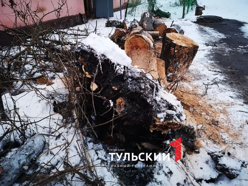 В Туле на крышу двухэтажного дома от сильных порывов ветра упало дерево