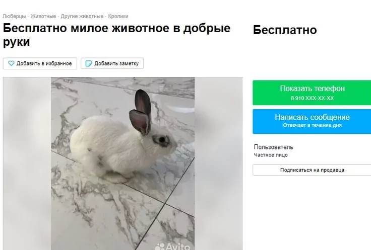 После Нового года в Туле стали бесплатно отдавать кроликов в добрые руки