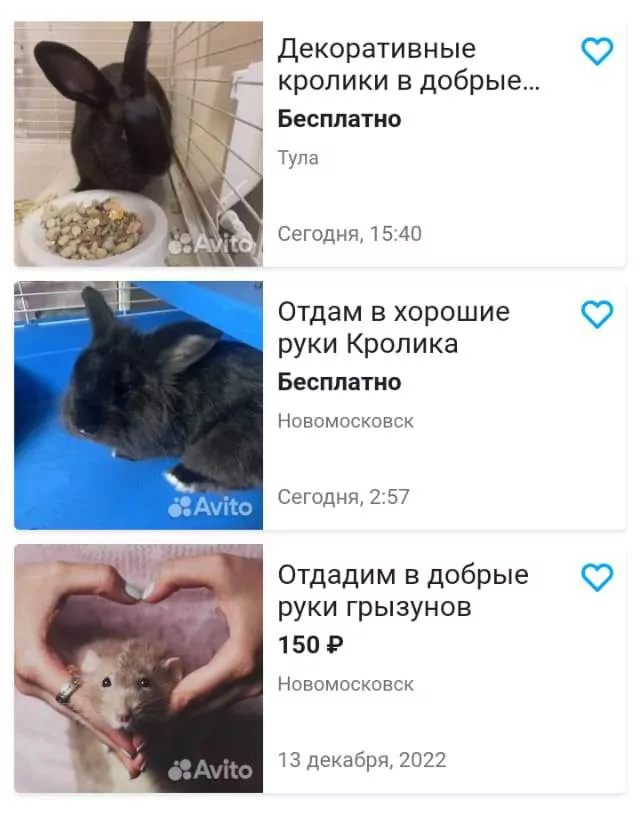 После Нового года в Туле стали бесплатно отдавать кроликов в добрые руки