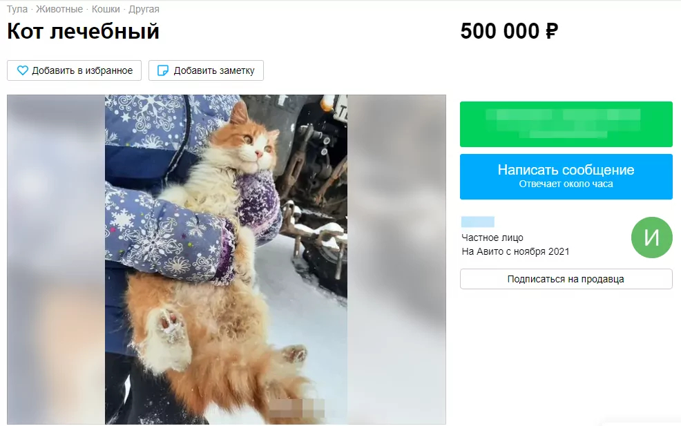 В Тульской области продают «лечебного» кота за 500 тысяч рублей