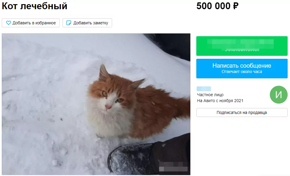В Тульской области продают «лечебного» кота за 500 тысяч рублей