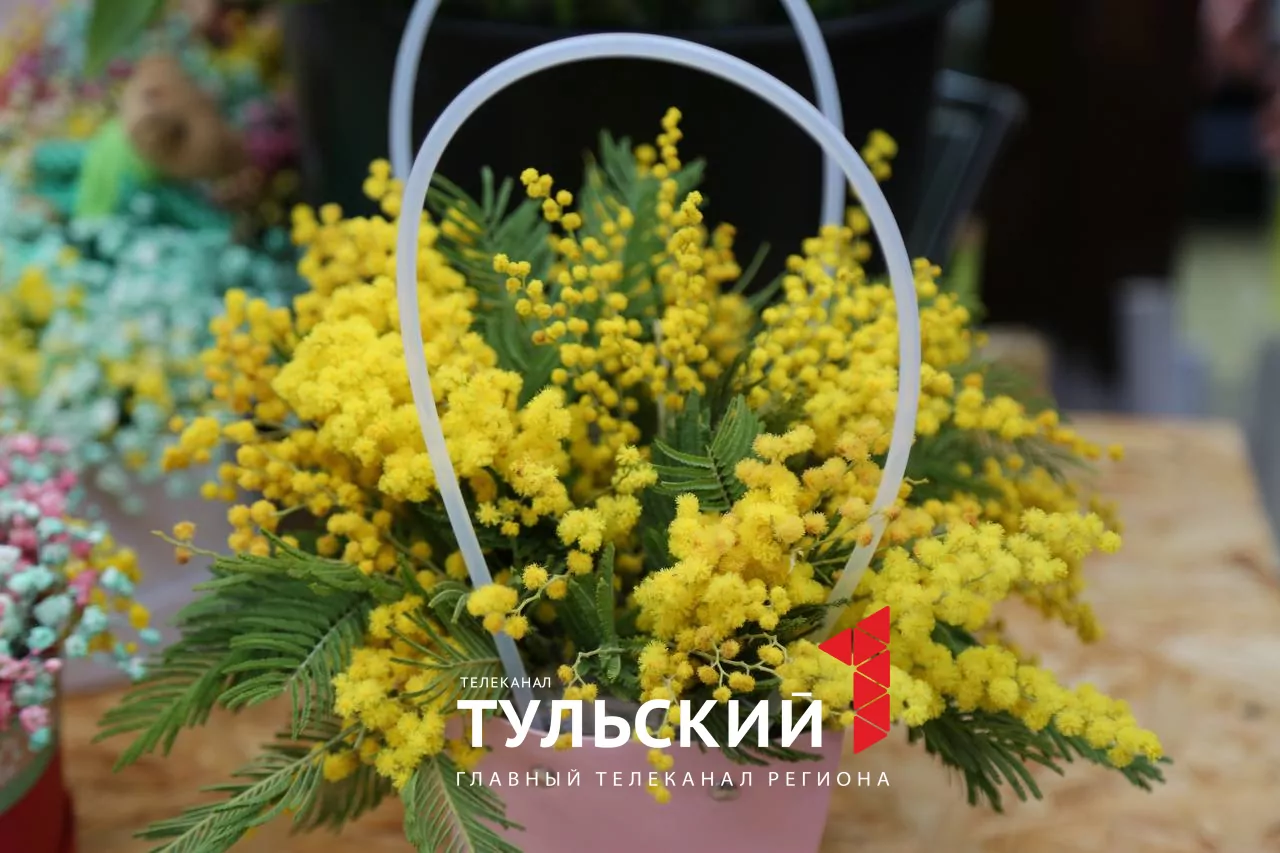 Накануне 8 Марта цена на мимозу в Туле достигла 500 рублей за ветку