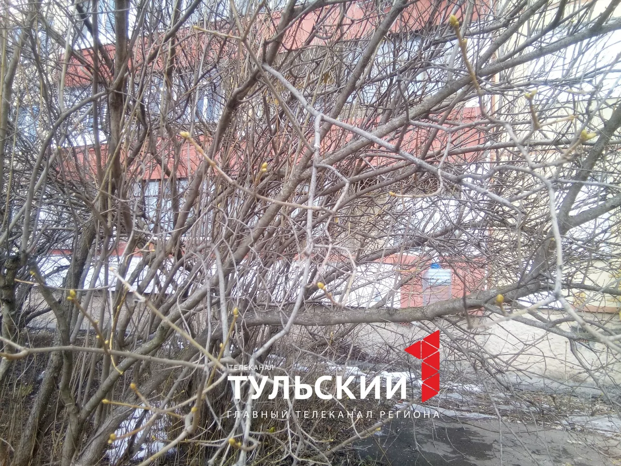 В Туле в середине марта зацвела верба и набухли почки на сирени