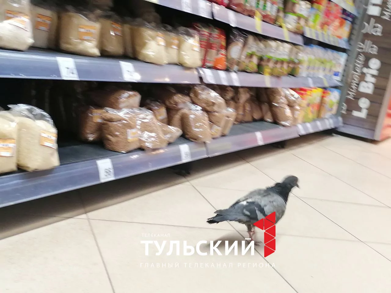 В Туле дерзкий голубь устроил трапезу прямо на полке супермаркета: видео