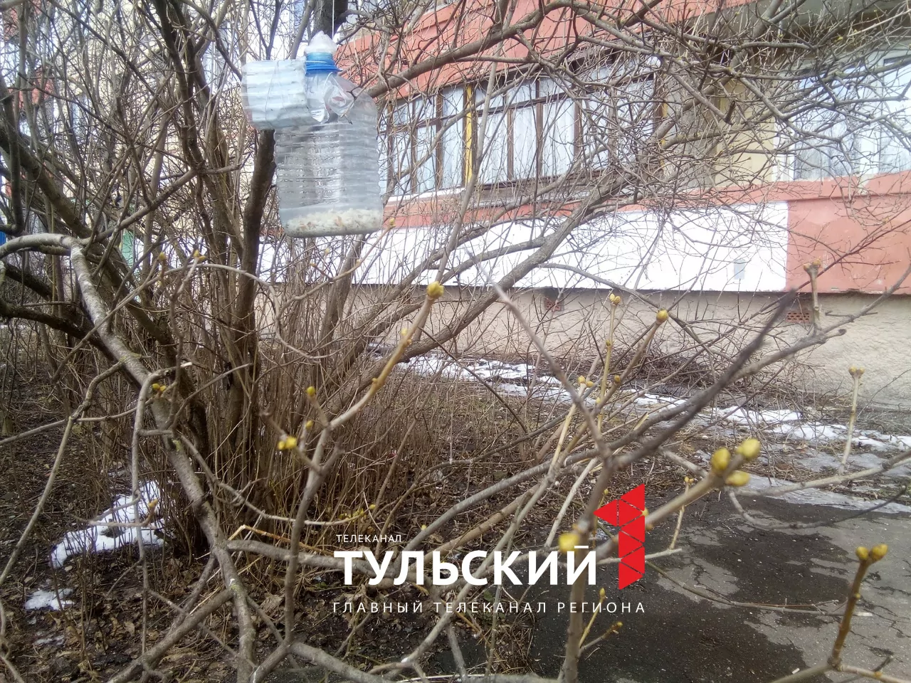 В Туле в середине марта зацвела верба и набухли почки на сирени