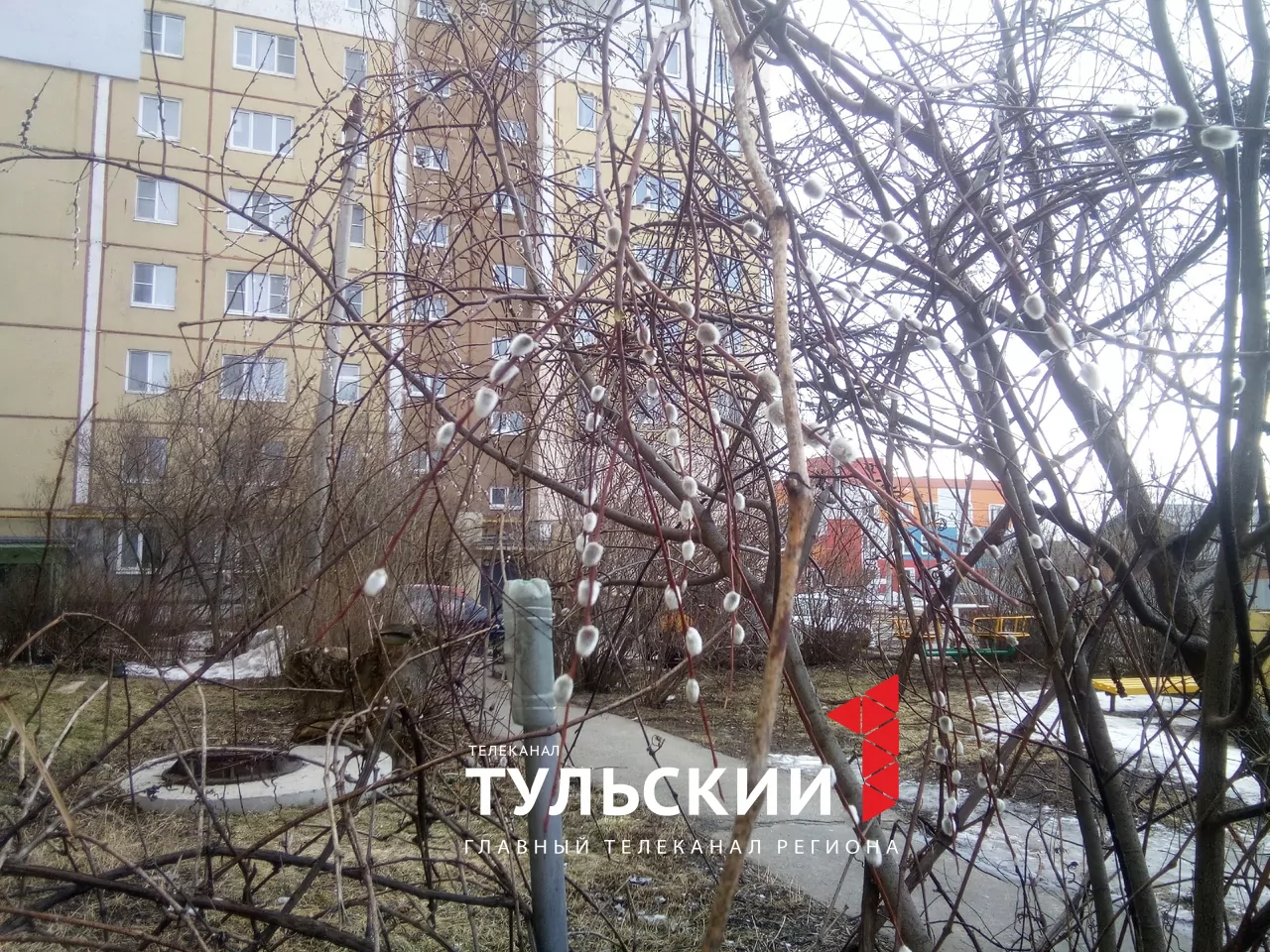 В Туле в середине марта зацвела верба и набухли почки на сирени