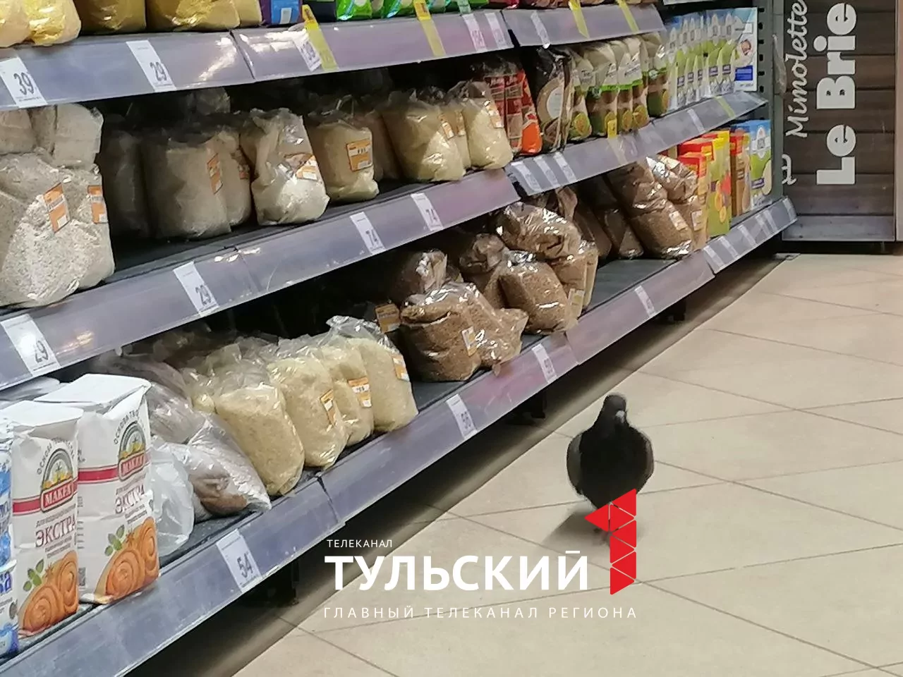 В Туле дерзкий голубь устроил трапезу прямо на полке супермаркета: видео