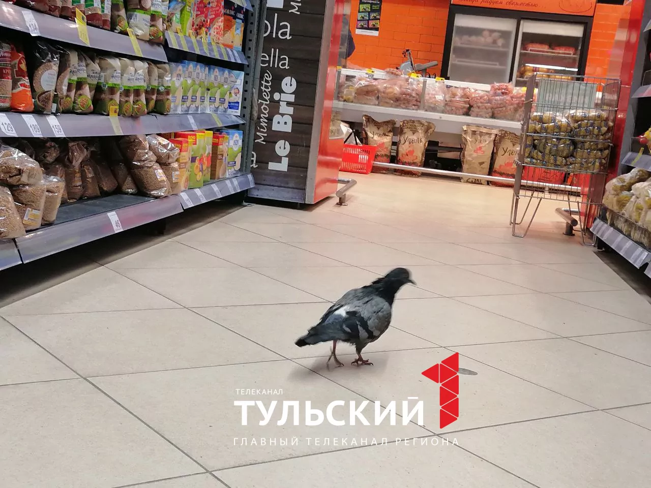 В Туле дерзкий голубь устроил трапезу прямо на полке супермаркета: видео