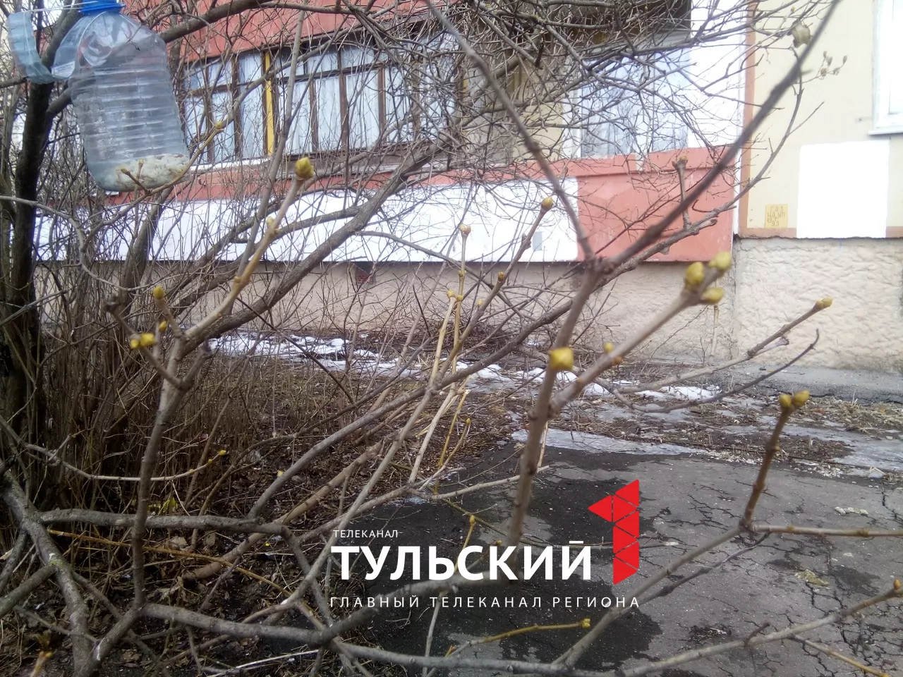 В Туле в середине марта зацвела верба и набухли почки на сирени