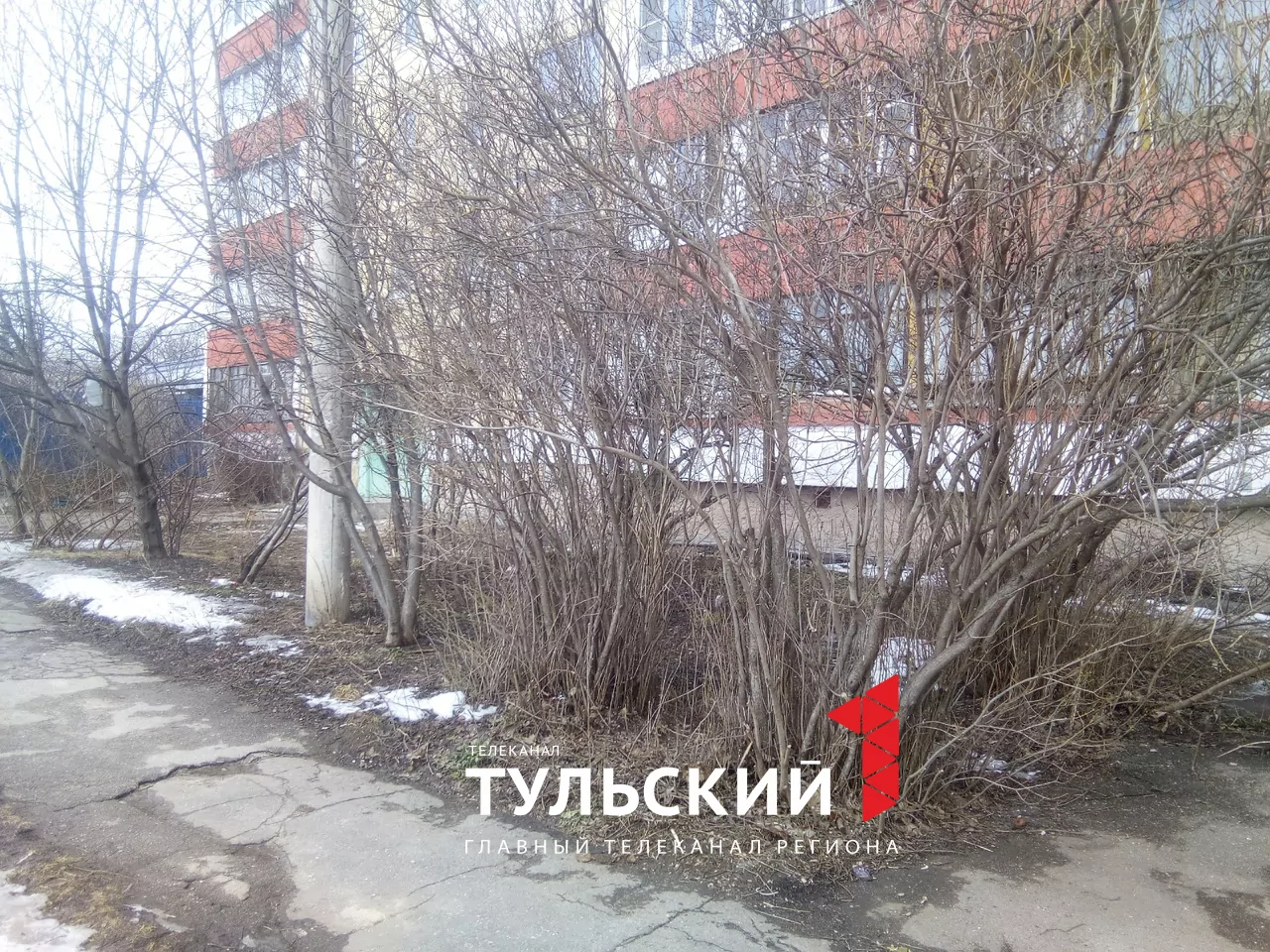 В Туле в середине марта зацвела верба и набухли почки на сирени