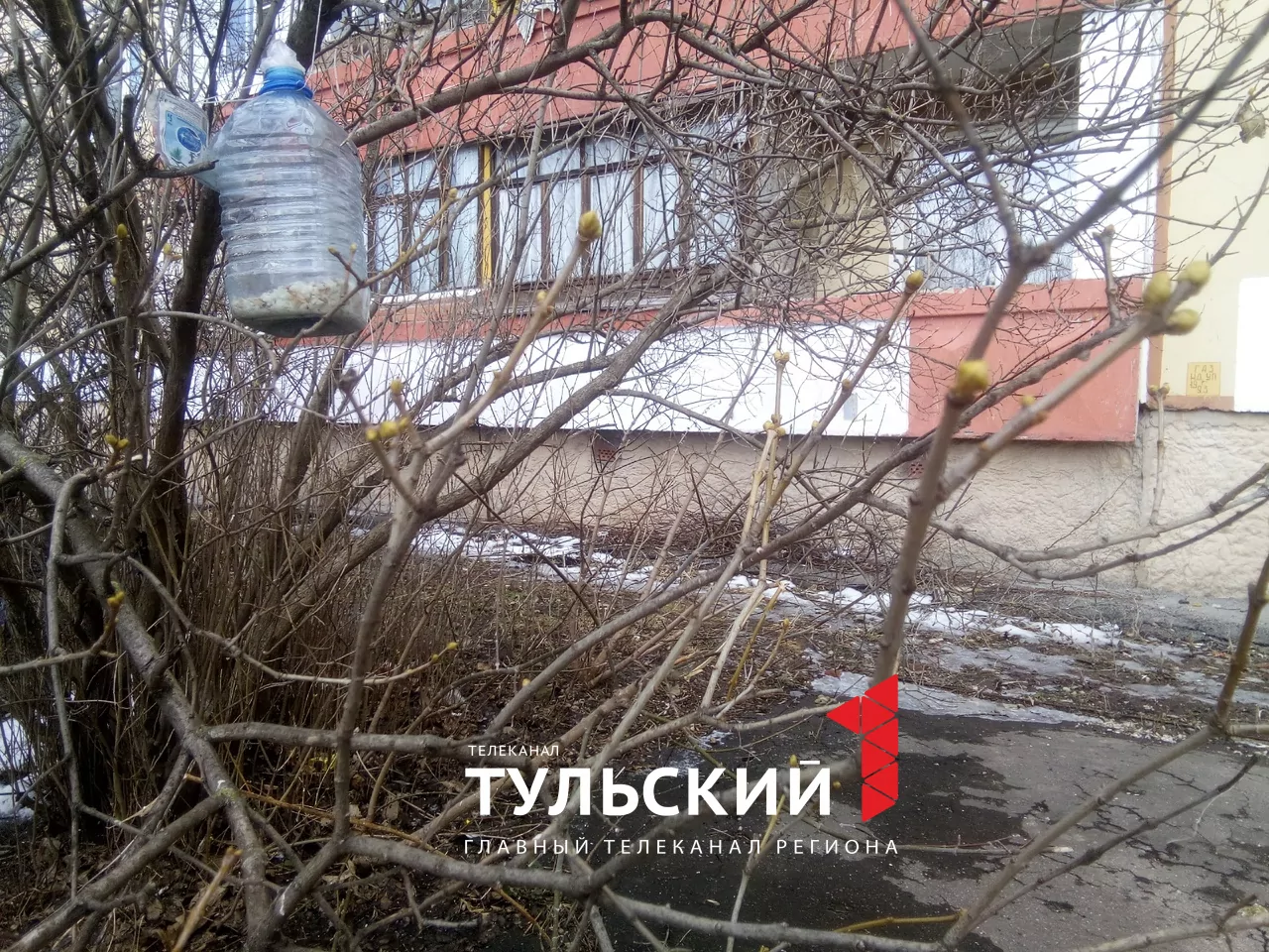 В Туле в середине марта зацвела верба и набухли почки на сирени