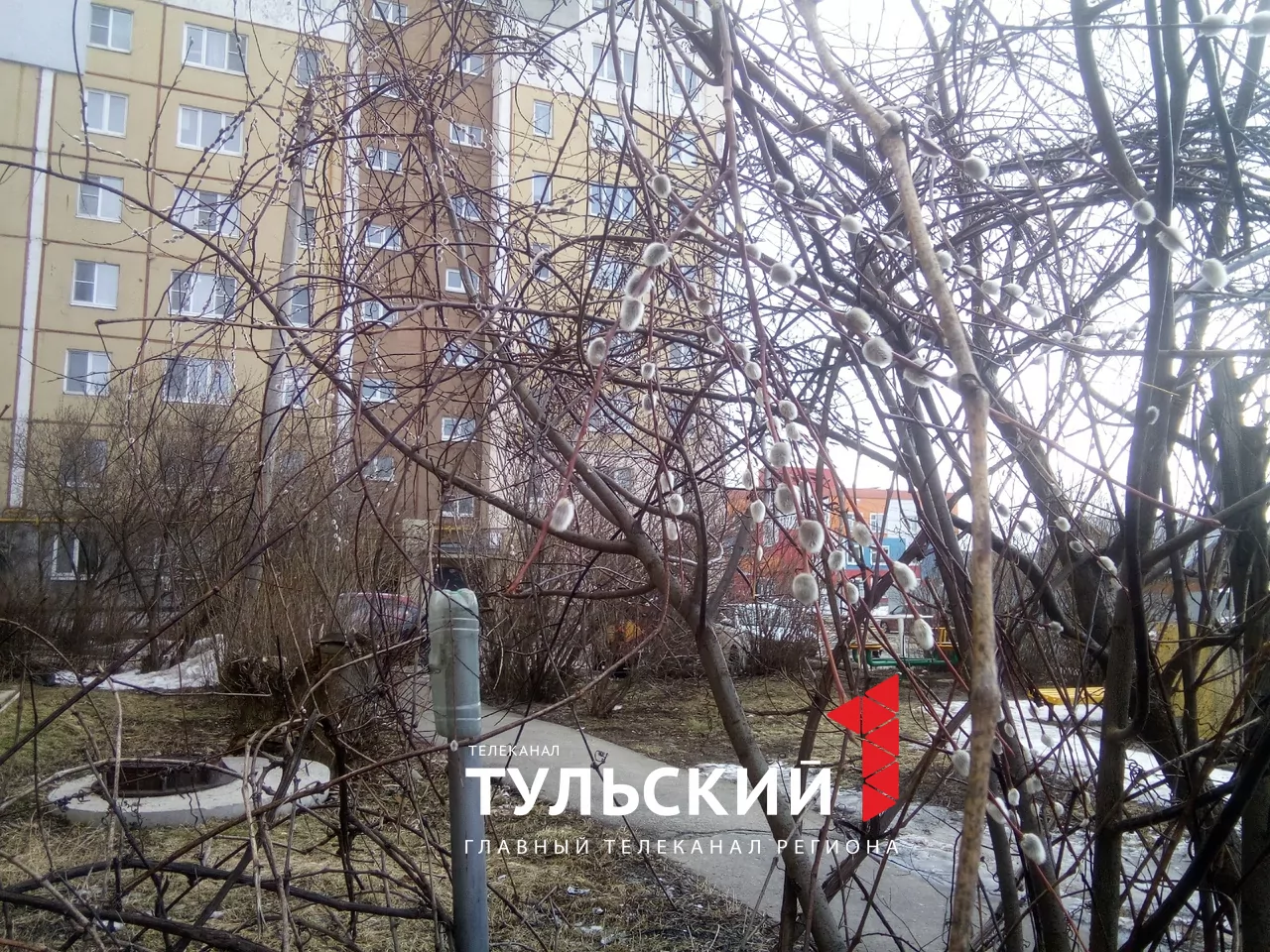 В Туле в середине марта зацвела верба и набухли почки на сирени
