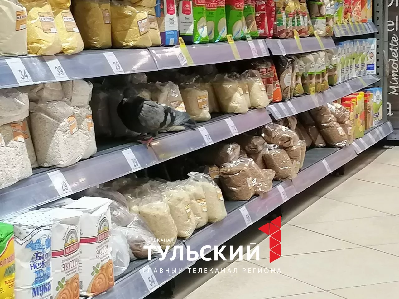 В Туле дерзкий голубь устроил трапезу прямо на полке супермаркета: видео