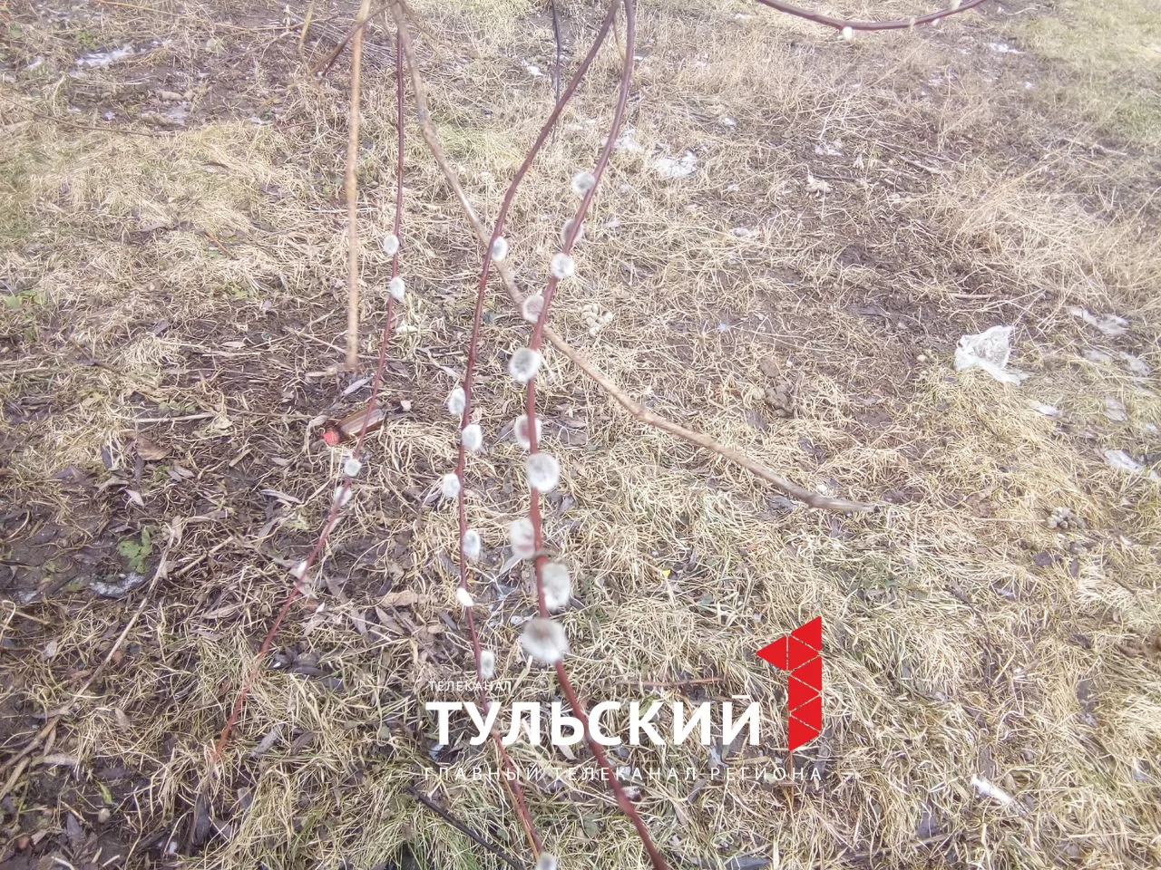 В Туле в середине марта зацвела верба и набухли почки на сирени