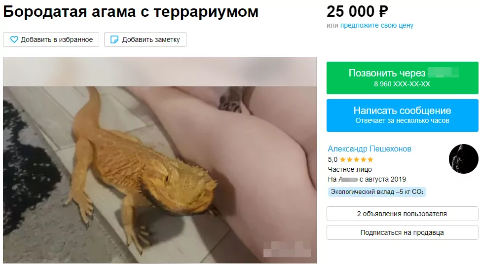 От обезьяны до бородатой агамы: каких необычных животных можно купить в Туле