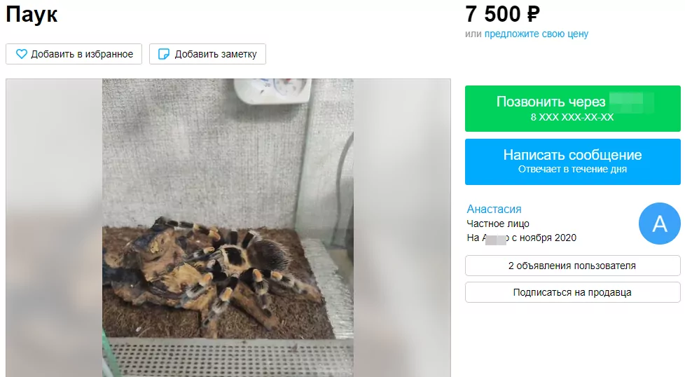 От обезьяны до бородатой агамы: каких необычных животных можно купить в Туле