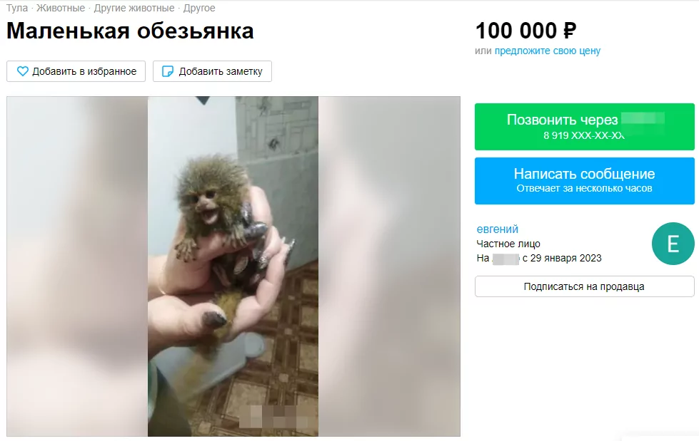 От обезьяны до бородатой агамы: каких необычных животных можно купить в Туле
