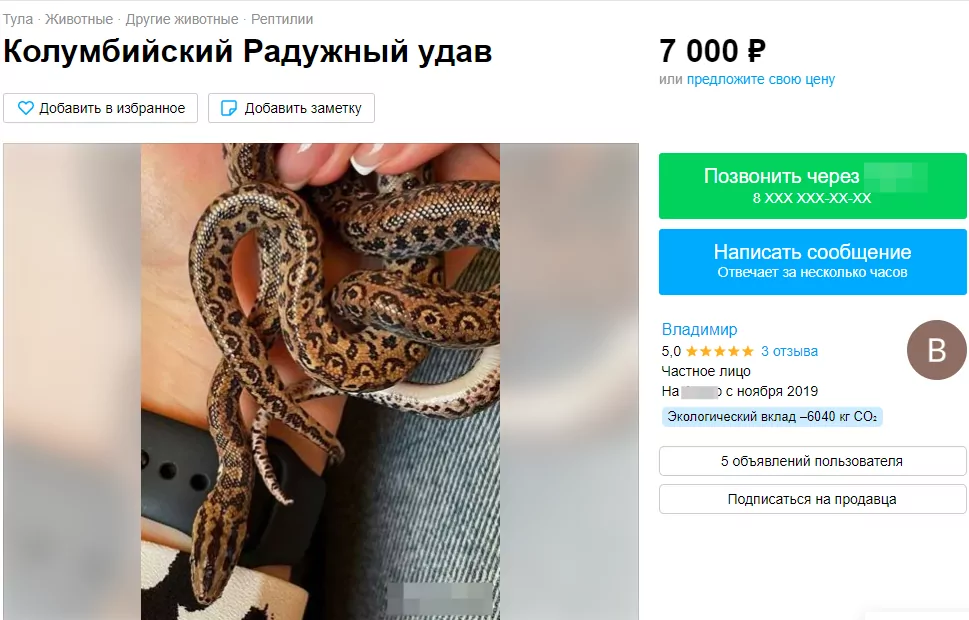 От обезьяны до бородатой агамы: каких необычных животных можно купить в Туле