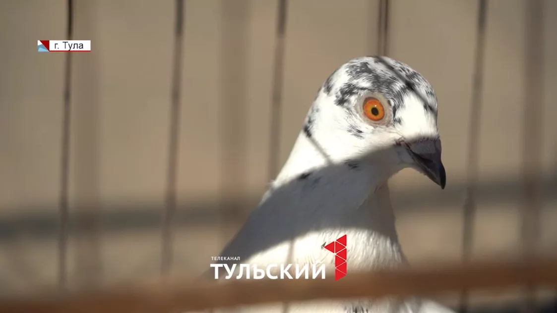 Выпустить птицу в Благовещение и загадать желание: что говорят об этом священники