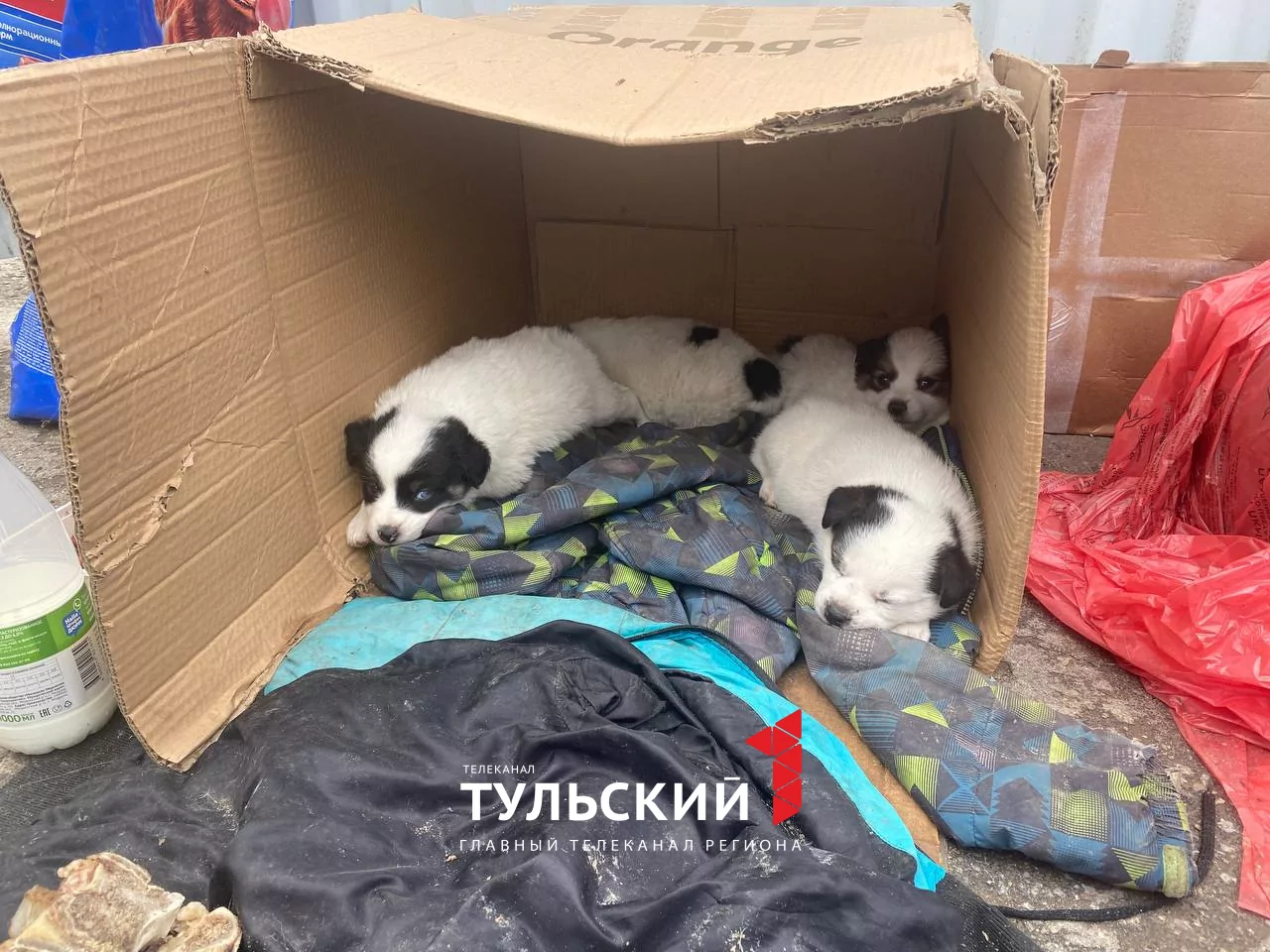 Туляки выбросили хаски с 5 щенками на мусорку