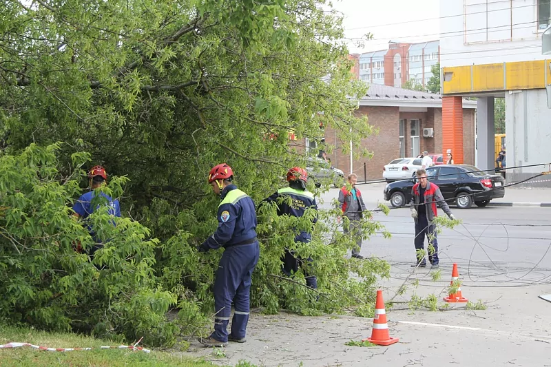 В Туле на улице Оборонной на парковку у дороги рухнуло дерево