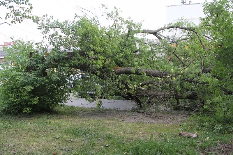 В Туле на улице Оборонной на парковку у дороги рухнуло дерево