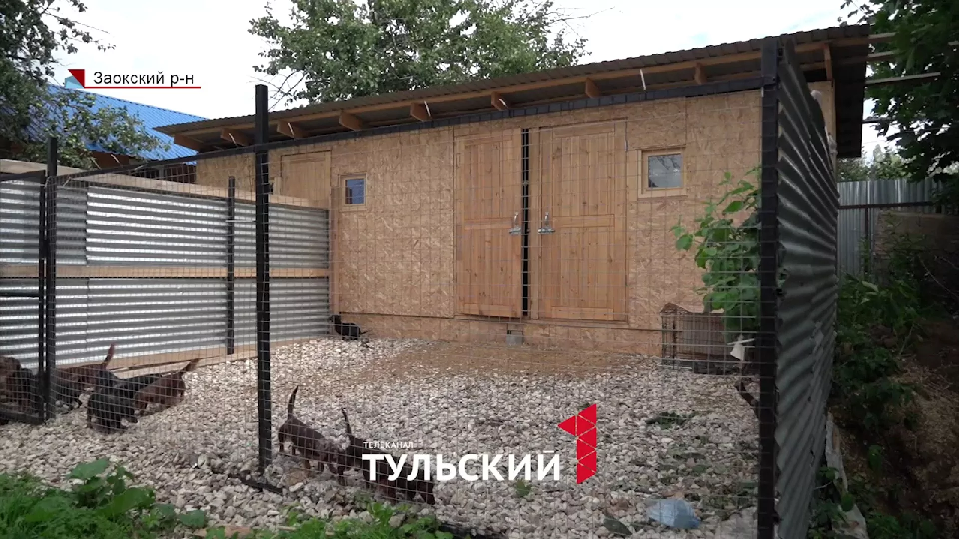 В Заокском районе женщина развела на участке 50 такс: что на самом деле происходит за забором