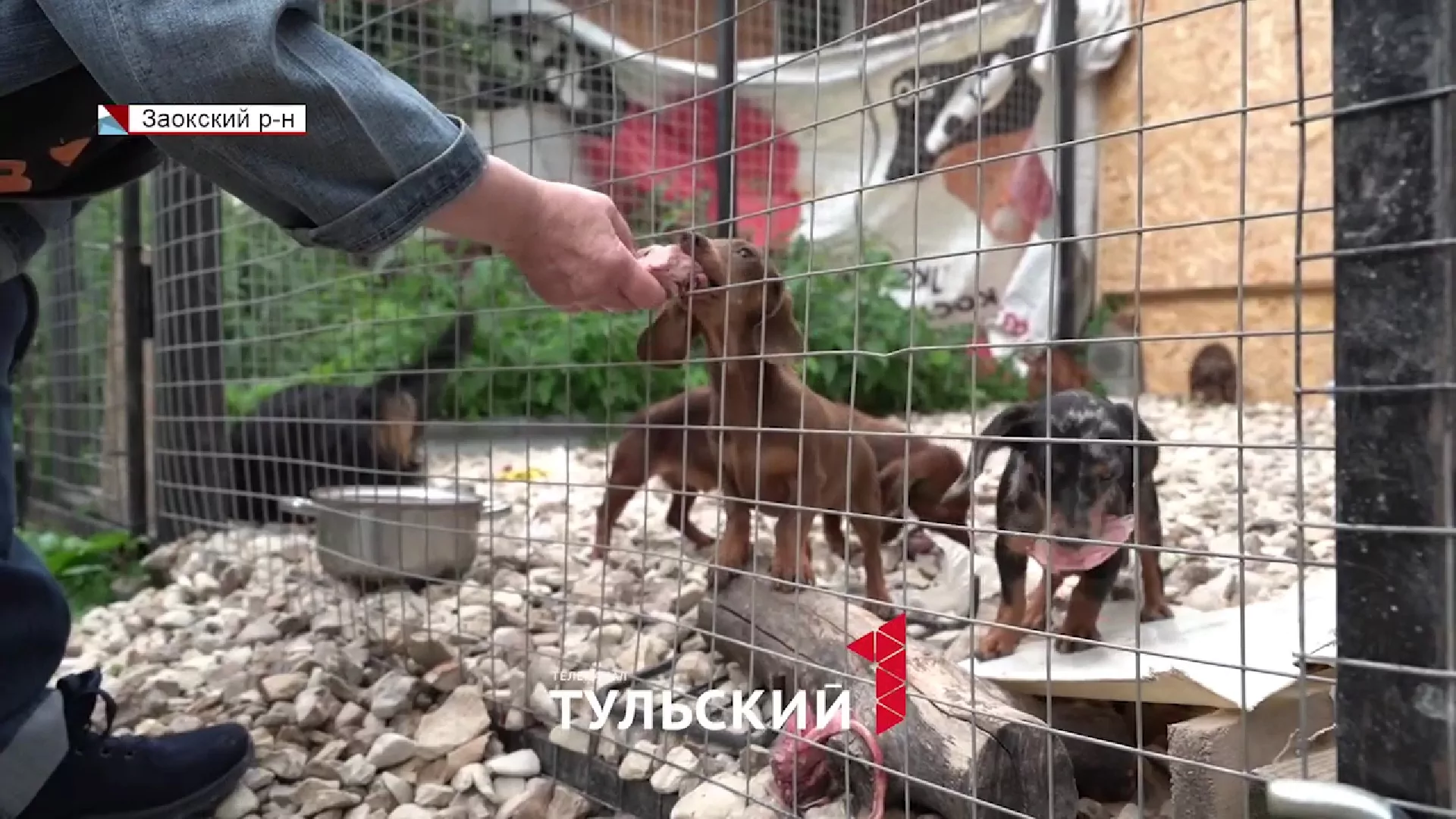 В Заокском районе женщина развела на участке 50 такс: что на самом деле происходит за забором
