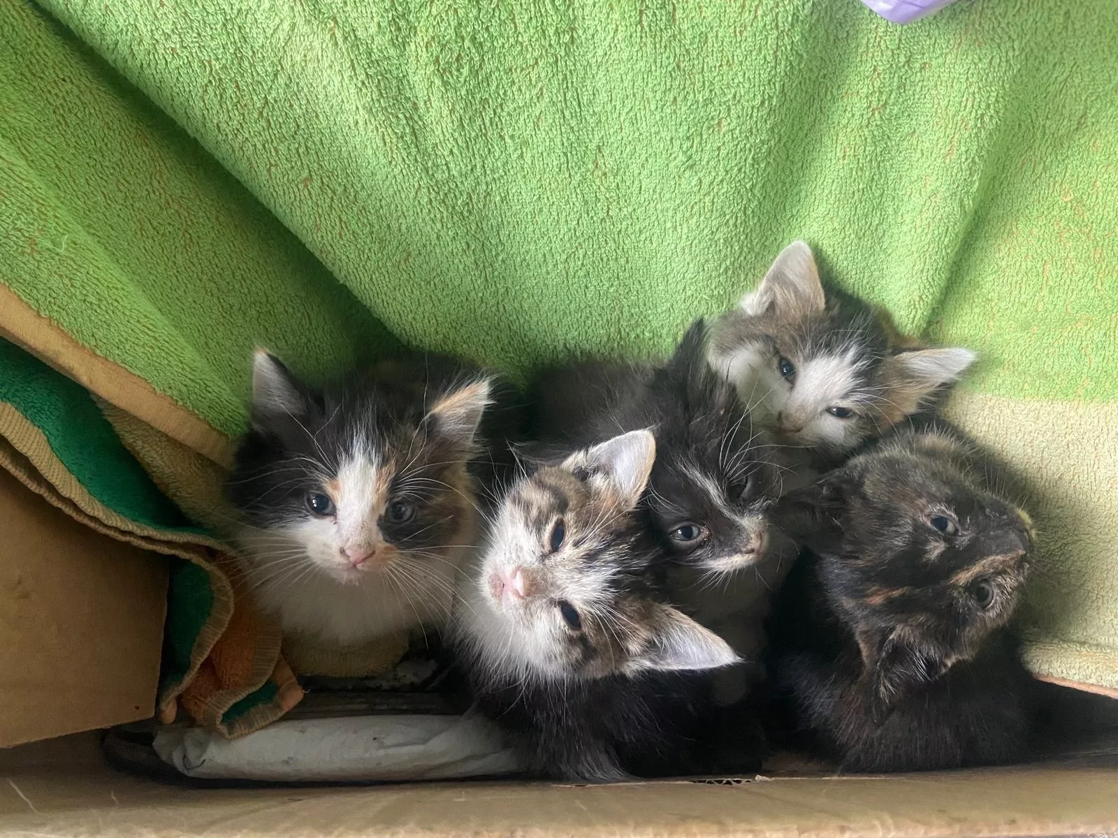 В тульский приют подбросили котят в коробке