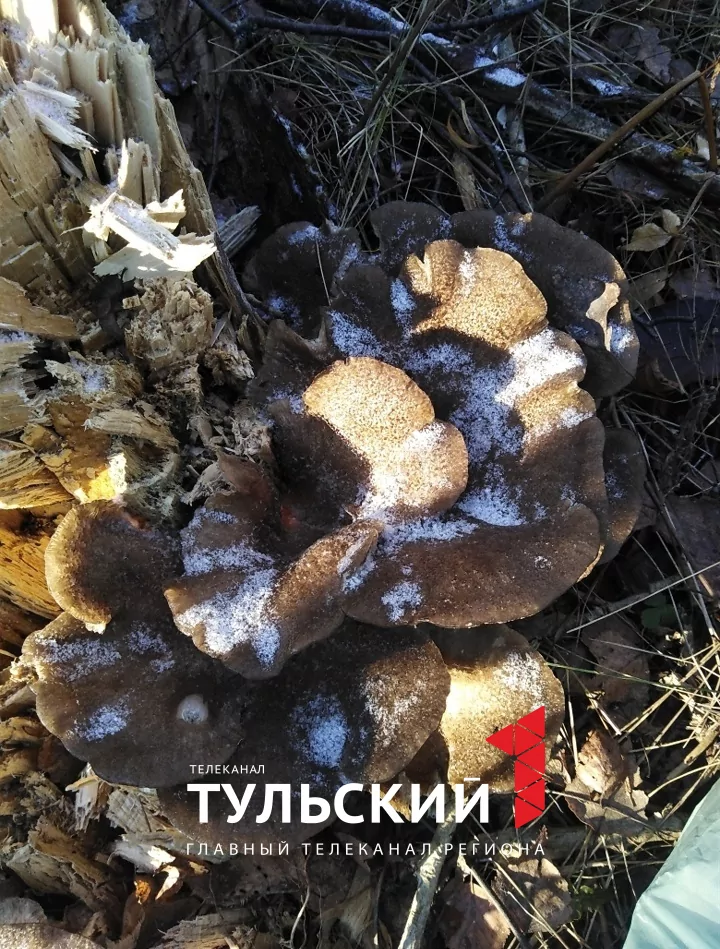Тулячка в середине ноября собрала в лесу 10 килограммов вешенок