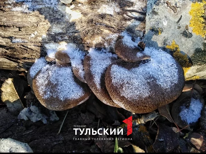 Тулячка в середине ноября собрала в лесу 10 килограммов вешенок