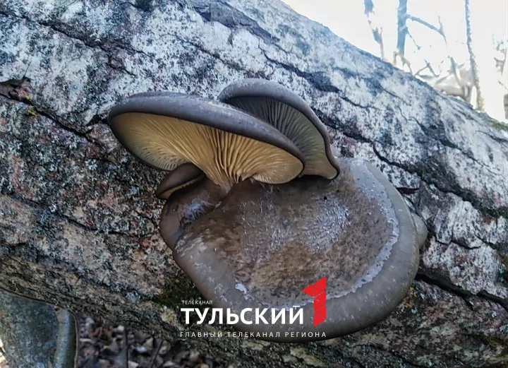 Тулячка в середине ноября собрала в лесу 10 килограммов вешенок