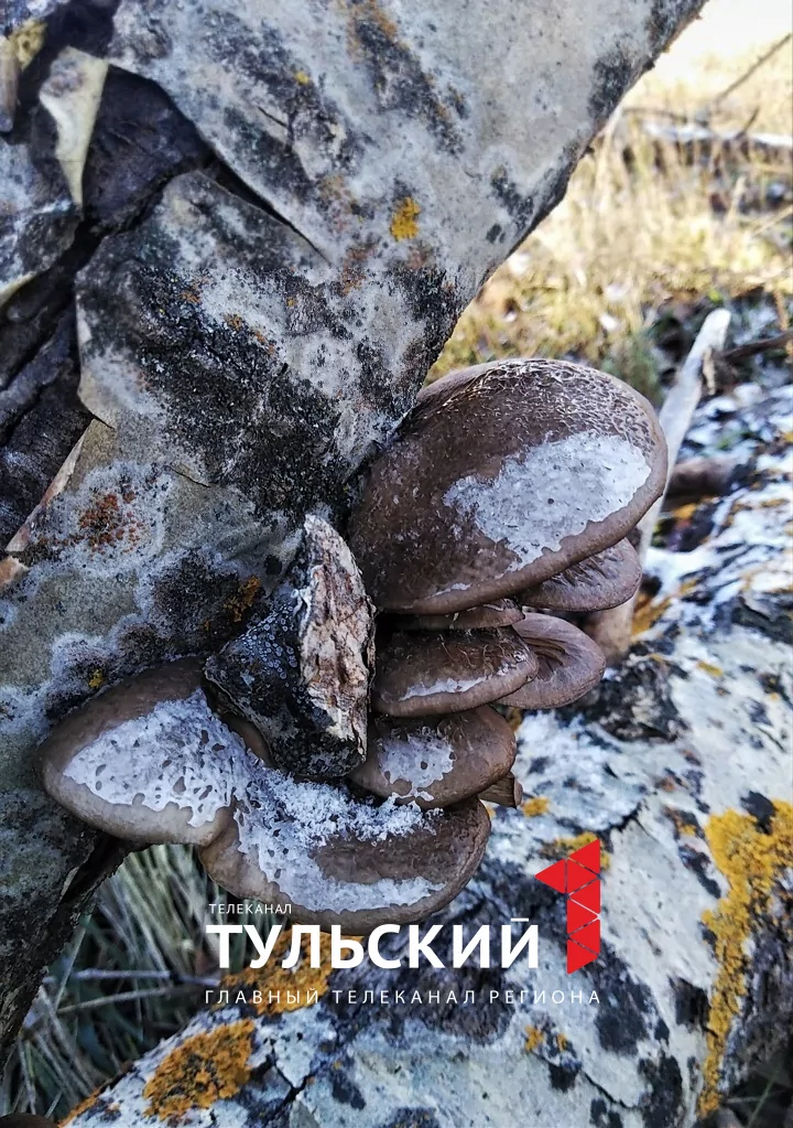 Тулячка в середине ноября собрала в лесу 10 килограммов вешенок