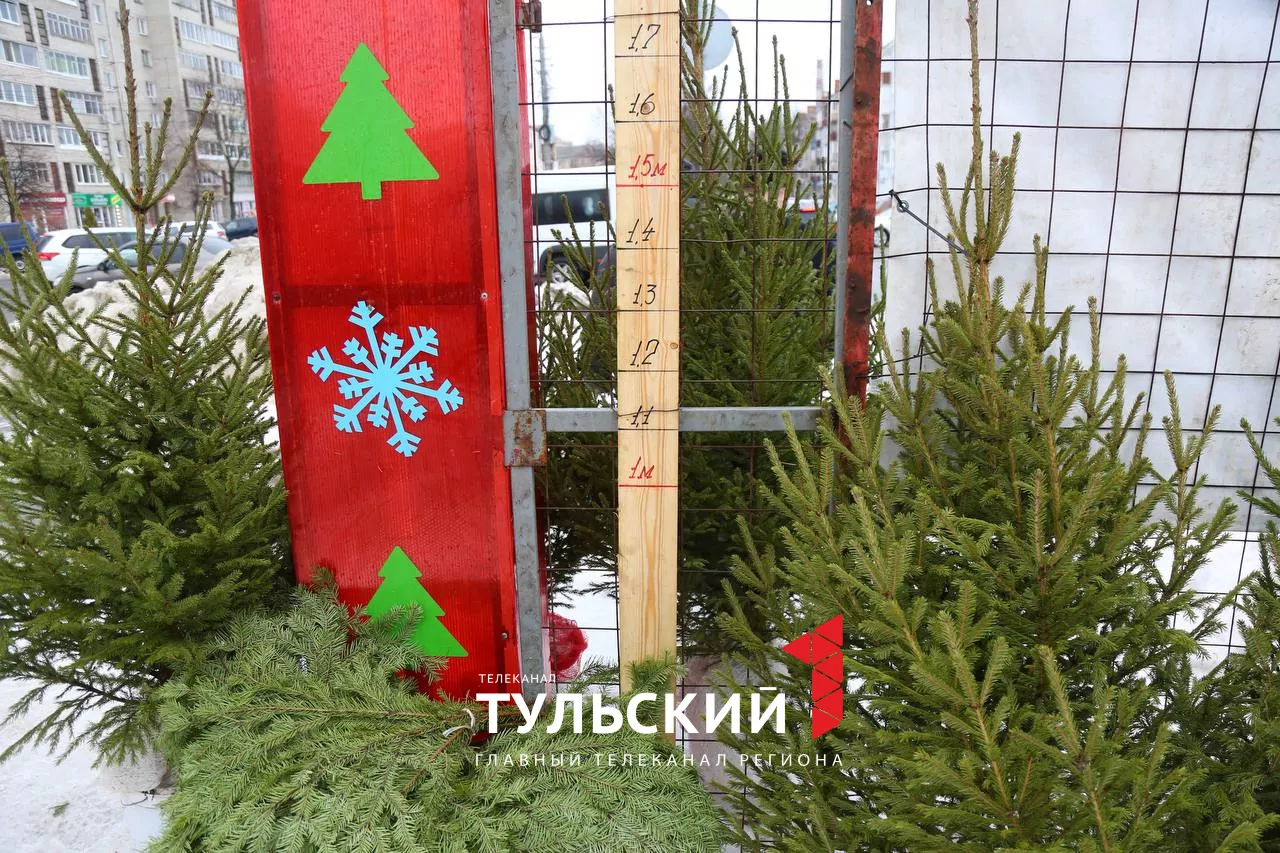 В Туле открылись елочные базары: инструкция по выбору новогоднего дерева
