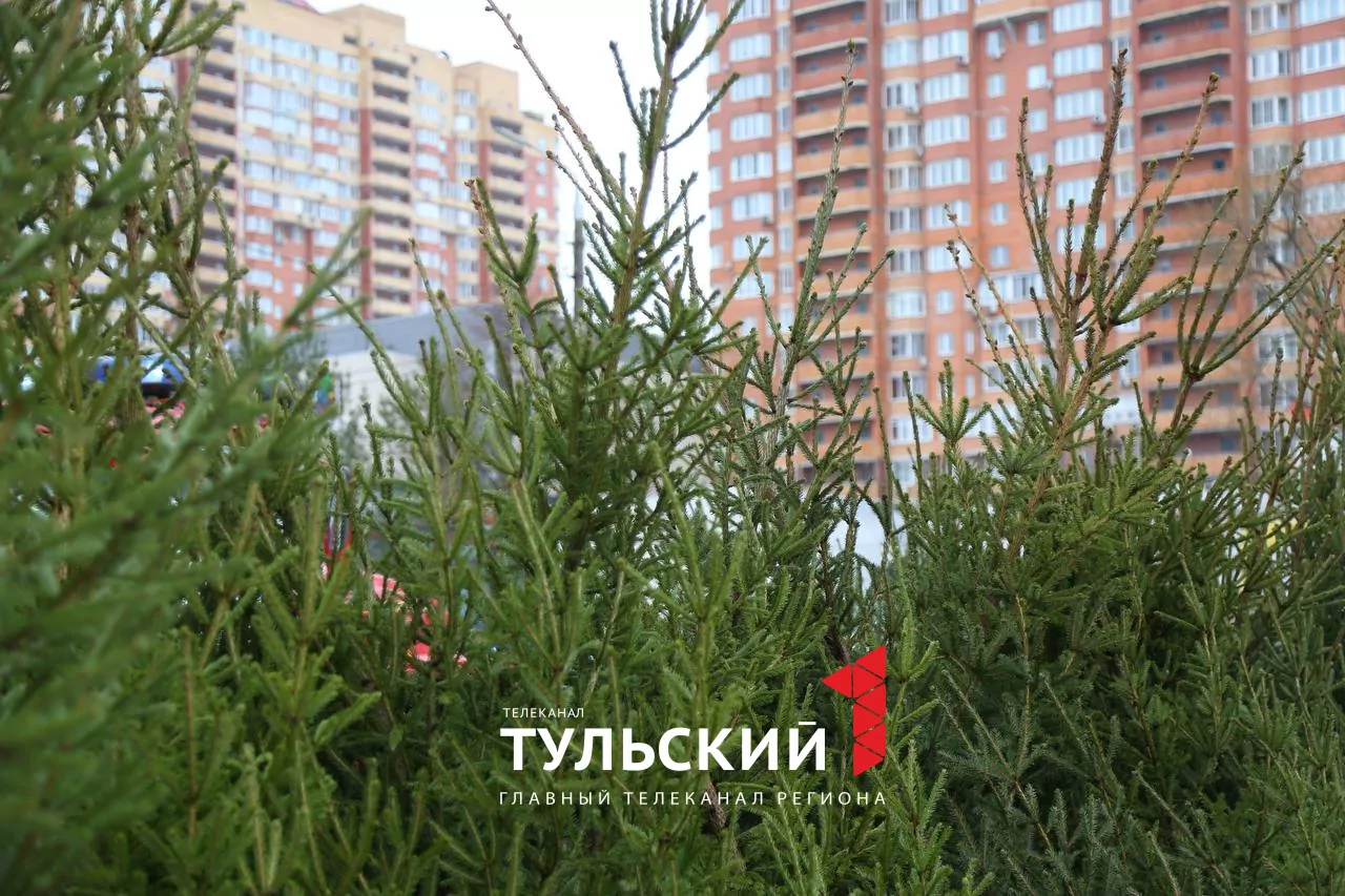 В Туле открылись елочные базары: инструкция по выбору новогоднего дерева