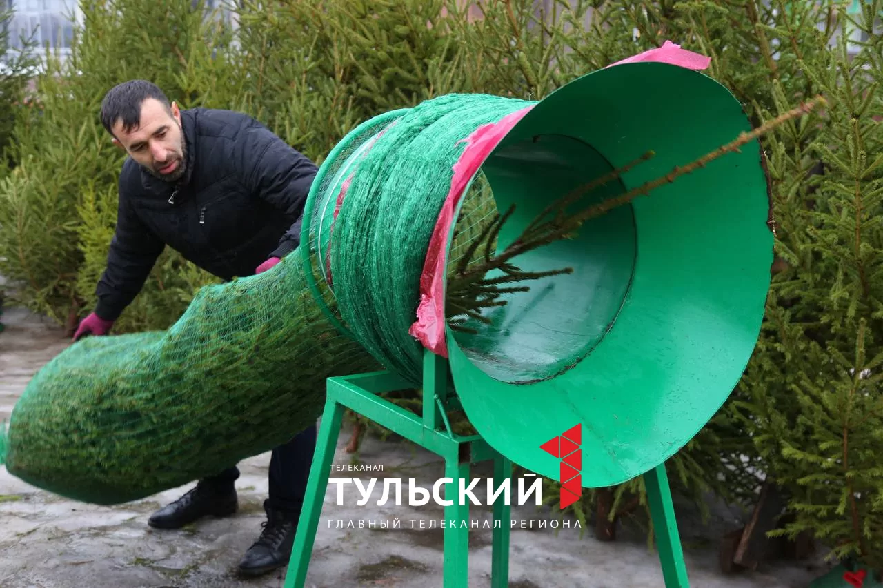 В Туле открылись елочные базары: инструкция по выбору новогоднего дерева