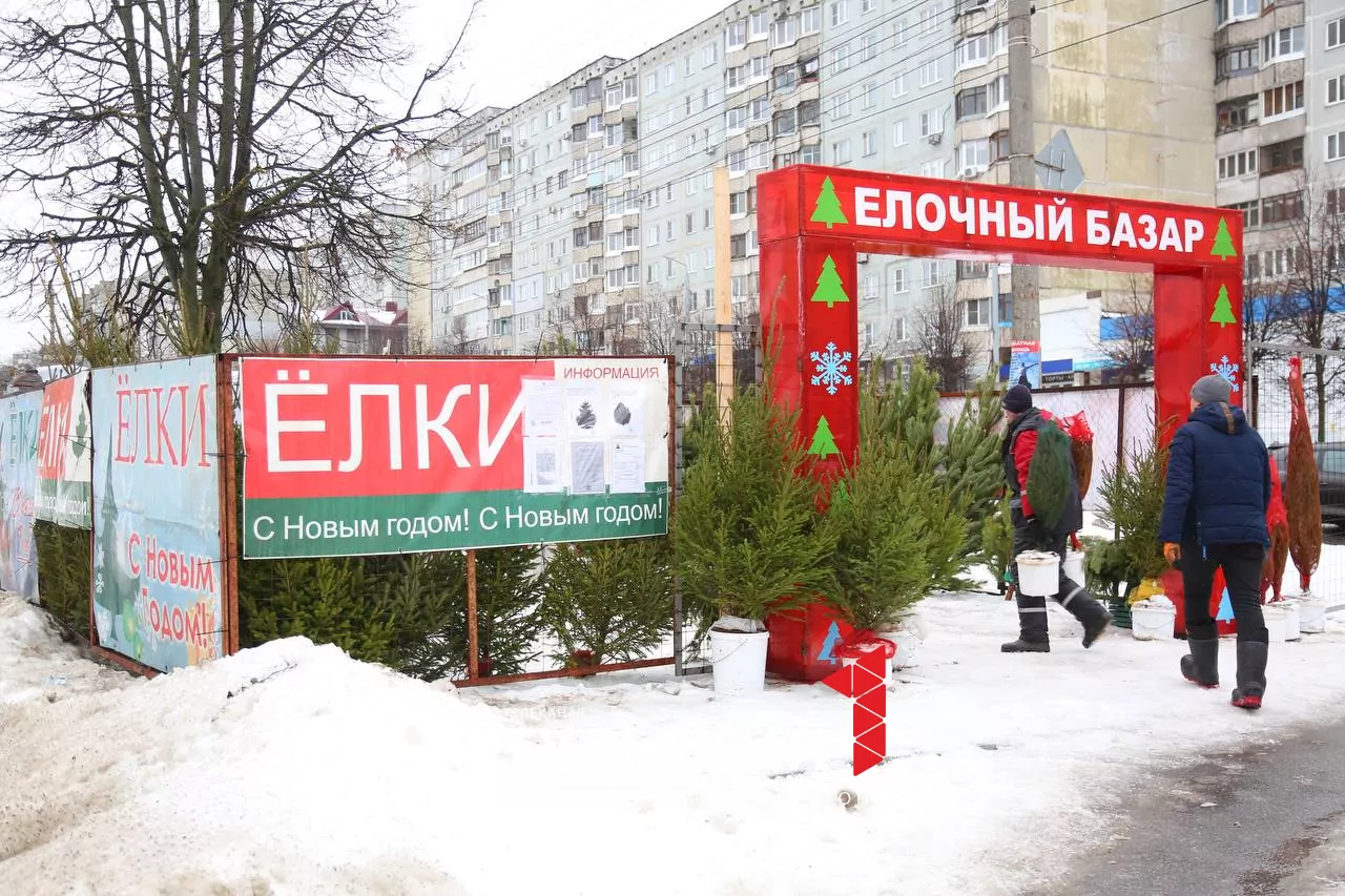 В Туле открылись елочные базары: инструкция по выбору новогоднего дерева