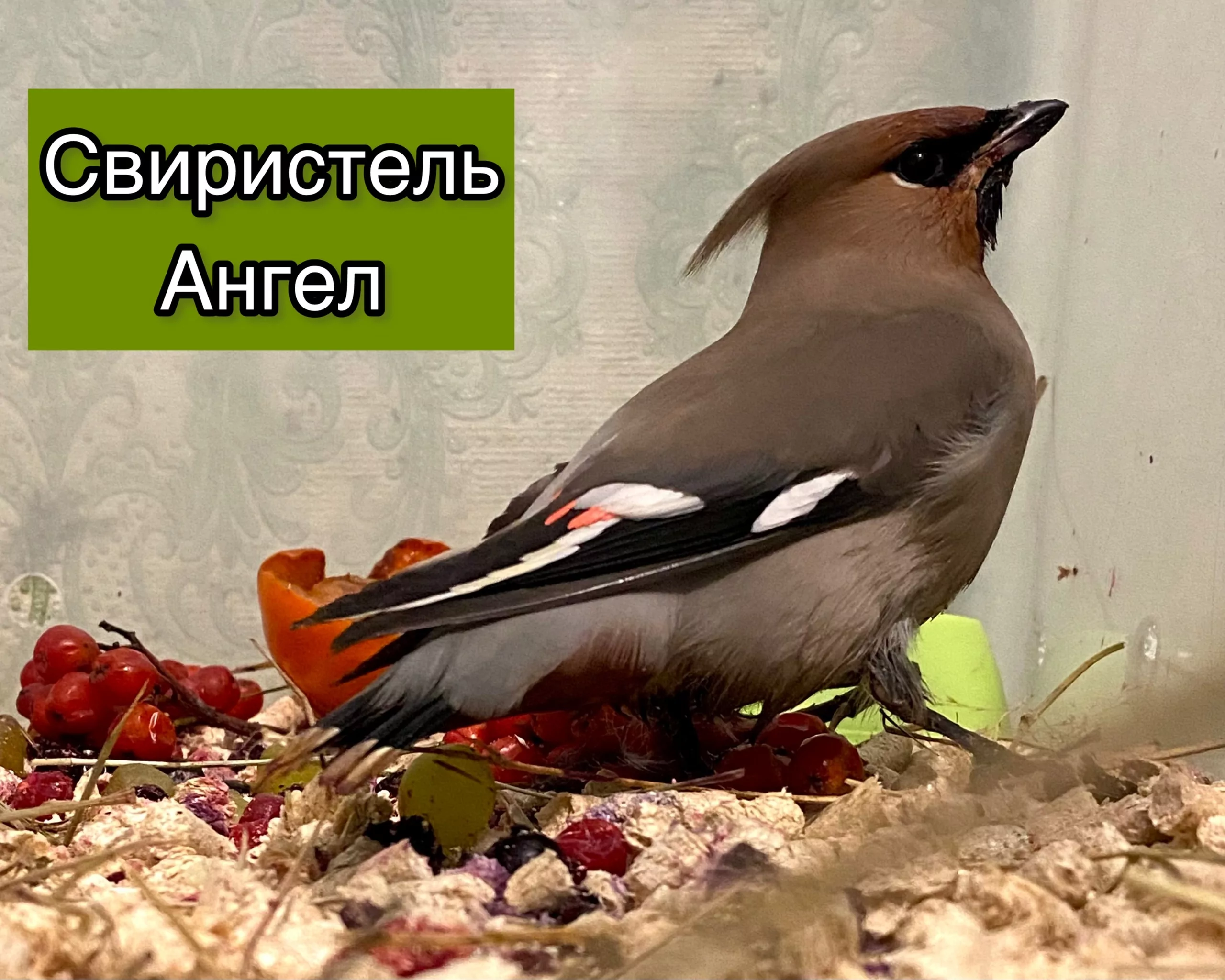 Тульские волонтеры спасли контуженого свиристела и снегиря