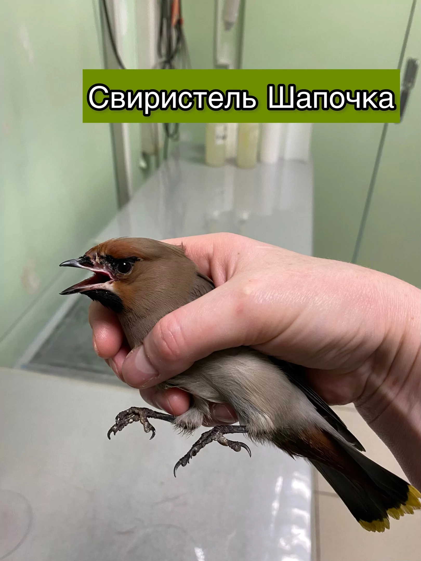 Тульские волонтеры спасли контуженого свиристела и снегиря