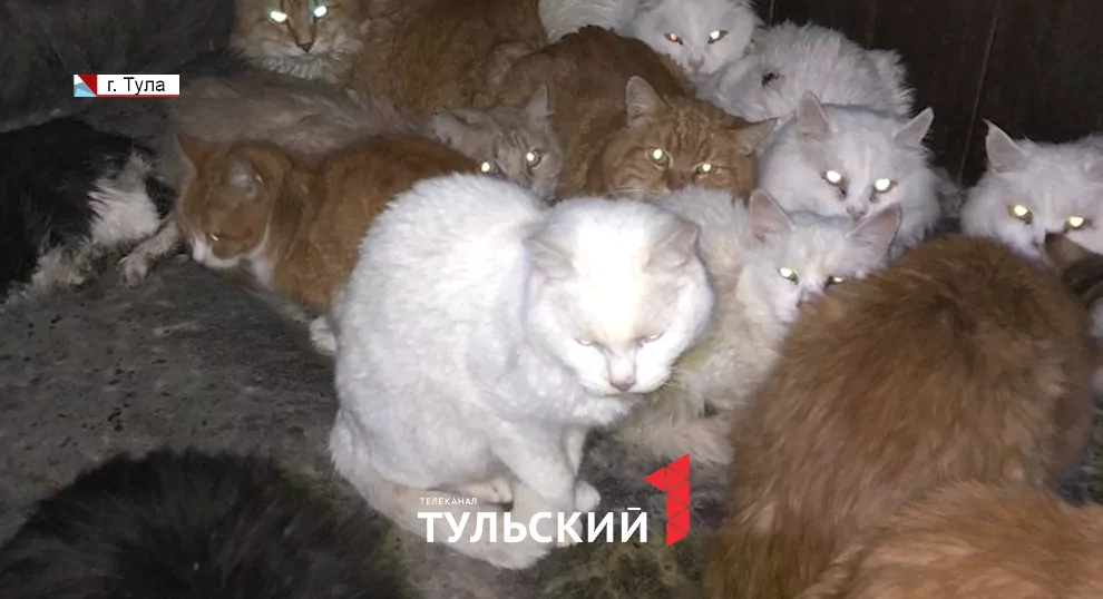 Тульские волонтеры спасли из Смоленска 13 кошек