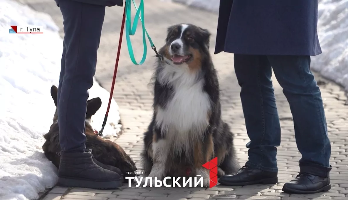 В Тульской области собакам запретят лаять по ночам и установят норматив по площади