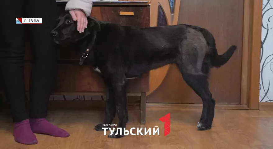 Собака после встречи с догхантерами может остаться без лапы: волонтеры просят помощи