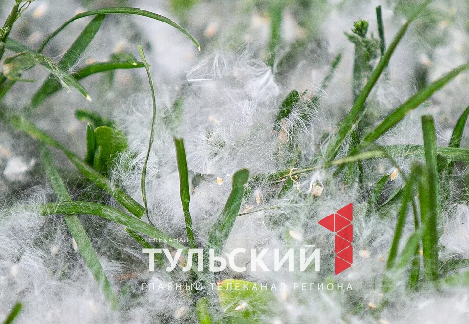 Тулякам рассказали, почему возникает аллергия на тополиный пух